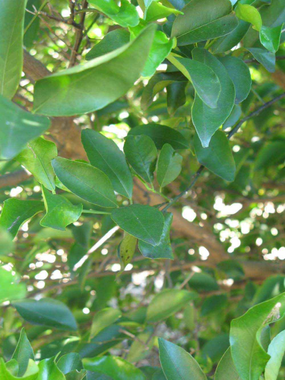              Shade leaves (Winter Haven, FL)       